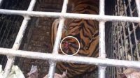 069607400_1761733850-Harimau_Sumatera_dewasa_yang_masuk_ke_dalam_kandang_jebak_di_Lampung_Barat