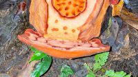 086223100_1763711243-Penemuan_Rafflesia_Hasseltii