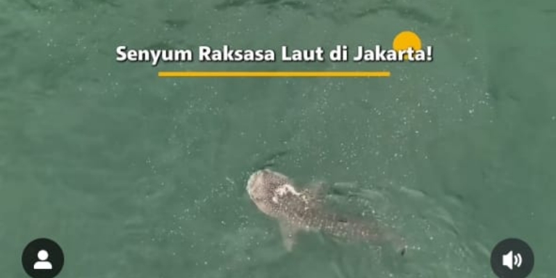 673087_05082101112025_hiu_paus